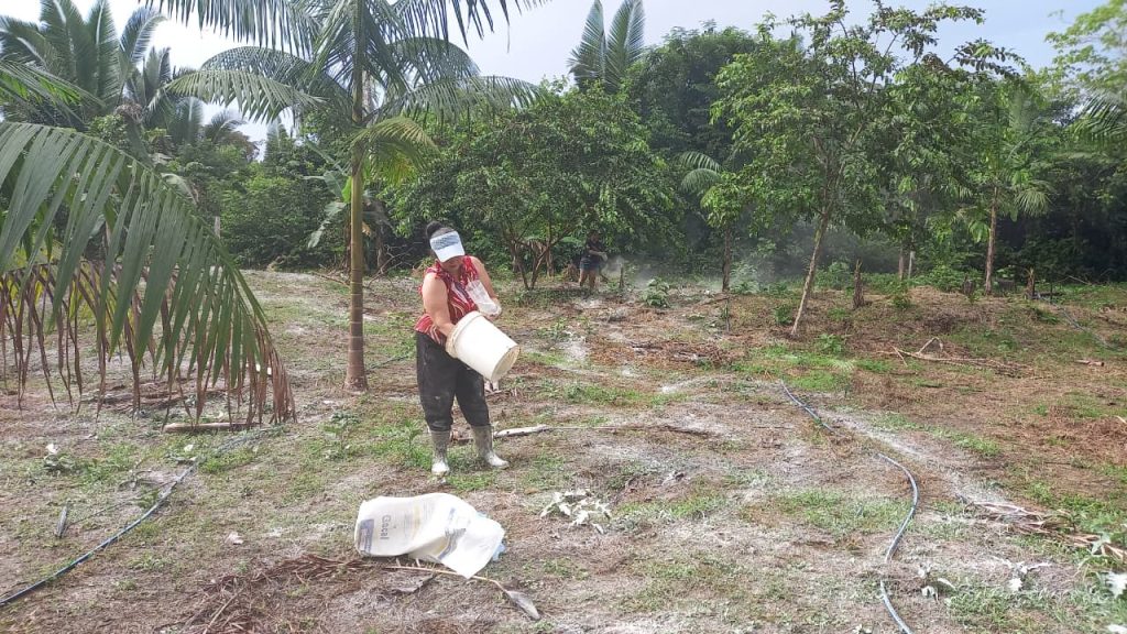 Idam_Nova-Olinda-do-Norte-demonstracao-de-metodos-aplicacao-de-calcario-no-cultivo-de-acai_Fotos-divulgacao-2-1024×576-1
